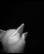 First image